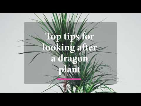 How to look after a dragon plant