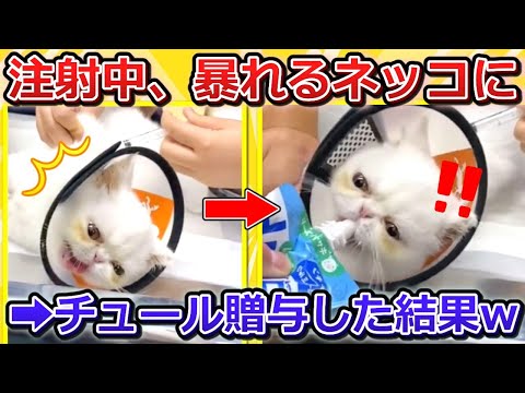 【2ch動物スレ】注射中、暴れるネッコにチュールを見せびらかす→可愛すぎる反応ｗｗｗ