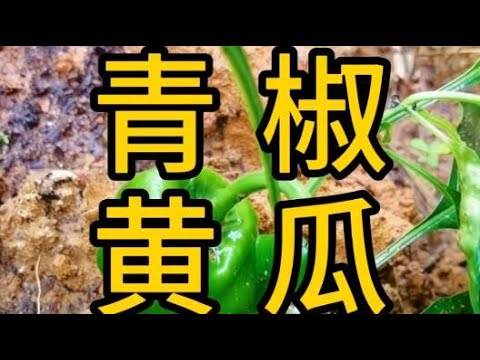 菜园，青椒，黄瓜，苦瓜，长豆，香葱，大蒜。田园生活。Vegetable garden, green pepper, cucumber, bitter gourd. country lifestyle