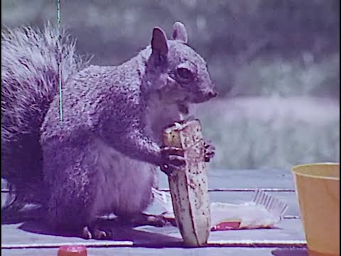 Squirrels Are Up, Squirrels Are Down: Adverbials of Place (1972)