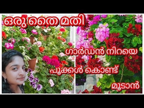 ഇനി വീട്ടിൽ എന്നും പൂക്കൾ നിറയാൻ ഈ ചെടി മതി | Geranium Plant Complete Care & Propagation