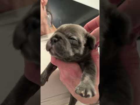 19 Day Old Rescue Frenchie Litter UPDATE! #puppy #frencbulldog