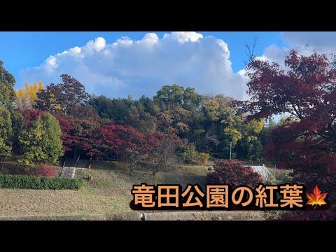 【奈良・竜田公園の紅葉】2024年12月１日「竜田川紅葉祭り」を控え、現在の紅葉状況は？　　#なら#たつたがわ#こうよう #百人一首#こうえん