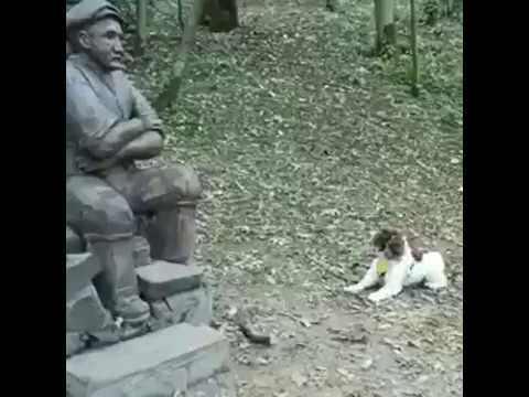 Fofura !!!  Cachorrinho quer brincar com estátua.