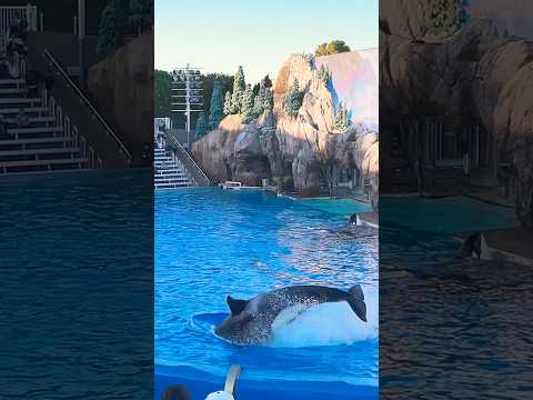 🐳 Orca Encounter | SeaWorld San Diego #shorts