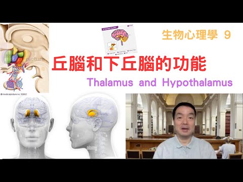 生物心理學09: #丘腦和下丘腦的功能#thalamus #hypothalamus