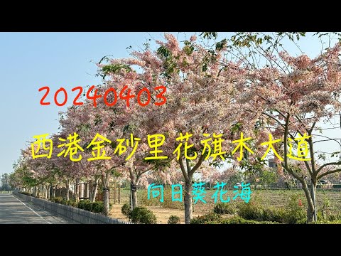 萬ㄟeye台灣20240403西港金砂里花旗木大道   4K