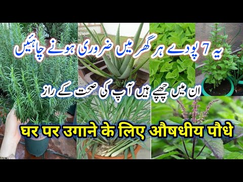 7 Best Medicinal/Herbal Plants To Grow At home/Best Herbal Plants/