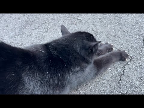 坂道で追いかけてくる黒ねこちゃん　No.８２６　に　２０２４年　１２月１５日　１６：００　のくろねこちゃん　black cat