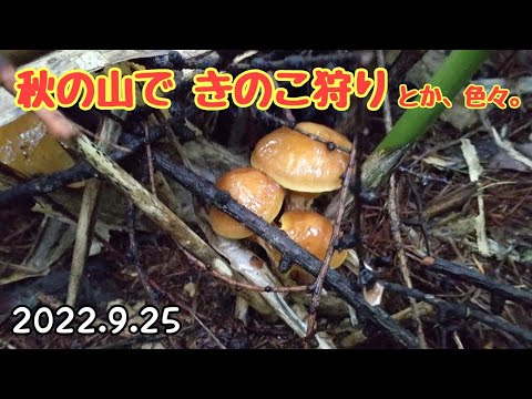 秋の山は旨いもんがたくさん！ 落葉きのこ  栗  こくわの実  くるみ🤤