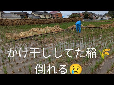 【米づくり】一番悲しい😢とき