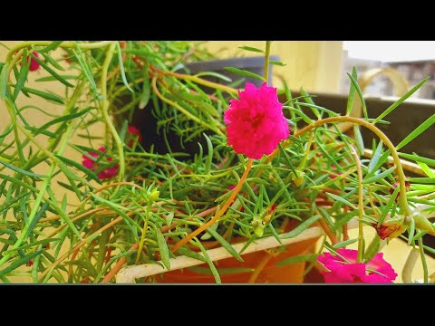 Little roses in my balcony garden #shorts / Moss Flowers