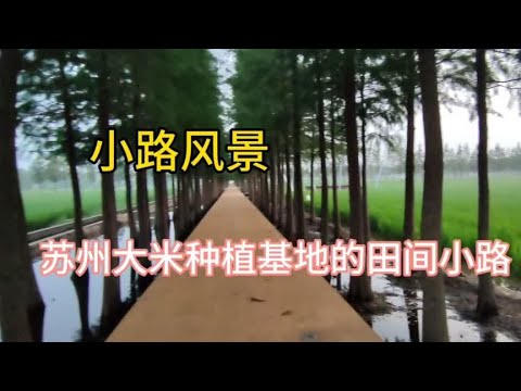 小路上的风景  苏州大米种植基地的田间小道