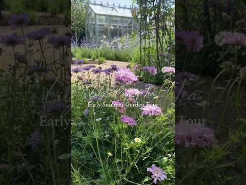 バラのアーチの下で咲く花たち🌸Early Summer Garden Tour 3 #ガーデニング #イギリス #Gardening #Shorts