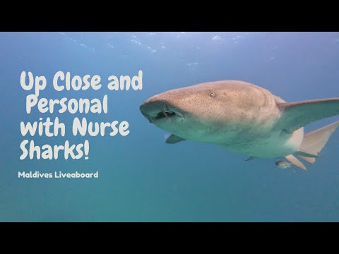 Diving Side by Side with Nurse Sharks and Stingrays! [4K HDR]