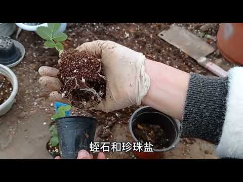 月季假植操作全过程，不用担心成活问题。