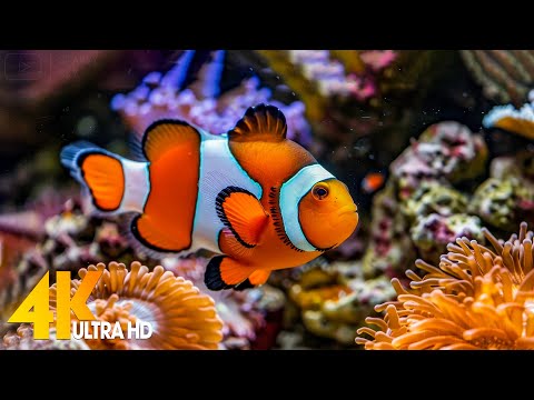 Aquarium 4K VIDEO (ULTRA HD) 🐠 Beautiful Coral Reef Fish - Relaxing Sleep Meditation Music #51