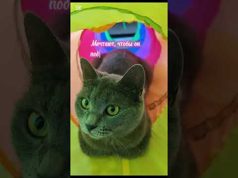 Профессиональный рыбак!🐱#нашамауси #домашнийпитомец #shorts