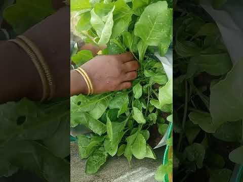 மாடி தோட்டத்தில் பசலை கீரை அறுவடை, Palak keerai arubadai  #ஷார்ட்ஸ் #trending