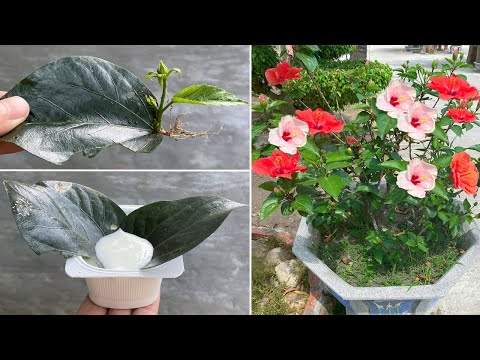 Hibiscus leaves will bloom into thousands of beautiful flowers when propagated with yogurt