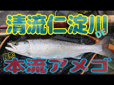 清流仁淀川  本流  やっぱＤコン釣れるねぇ！