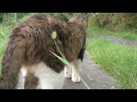 猫がじゃれない猫じゃらし