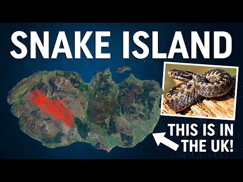 This British island is a hotspot for venomous snakes!