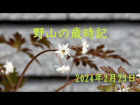 野山の歳時記　春の兆しを知らせる花たち　2024年2月23日