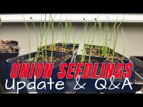 Onion Seedlings Update - Seed Starting Workshop - Live Q&A