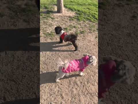 Playtime at the dog park