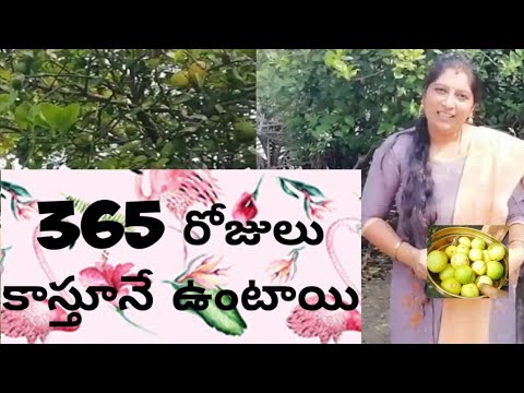 చిన్న బత్తాకాయ సైజులో ఉన్న నిమ్మకాయలు/chinna bathakaye size lo unna lemon/Naliniravindraprasad