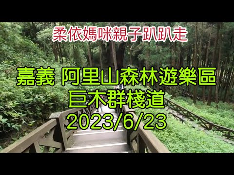 嘉義阿里山森林遊樂區 巨木群棧道  2023/6/23-07