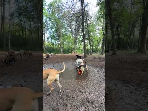 Timber  #dogtok #yellowlab #timber #dogplaying #dogpack #doglovers #dogwalker  #puppy #doglife