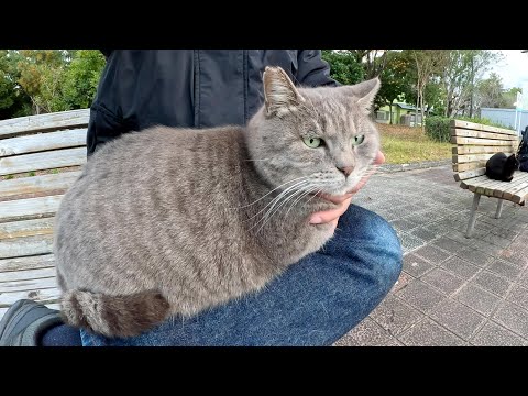 Totoro-like cat sits on human's lap and gets massaged