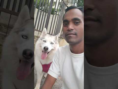 ये आपका घर लूटने नहीं आते Dog lover #puppy #pet #tommy