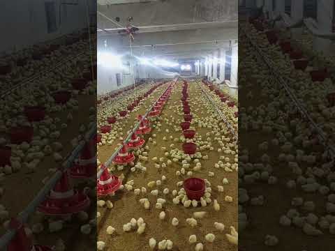 broiler chicks #birdslover #chicken #vaccination #poultry #farming #babyshorts