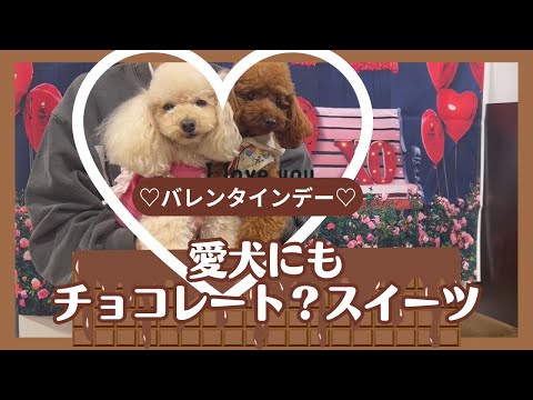 バレンタイン・愛犬にもチョコレート？をプレゼント！【トリュフ】