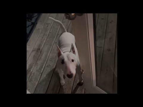 Dog like to bark to let him in