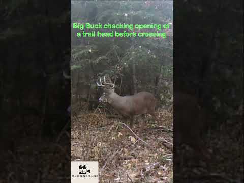 Watchful Buck Carefully Surveys Opening Before Crossing!! #wildlife #trailcam #deer #outdoors