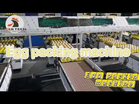 Automatic egg packing machine