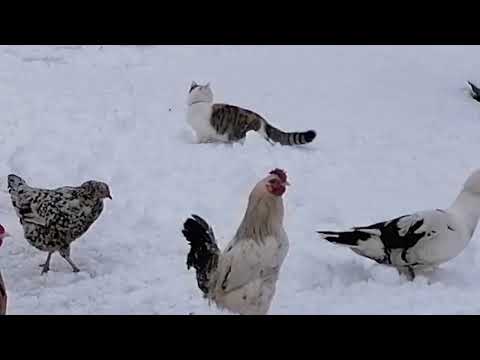 УДИВИТЕЛЬНОЕ РЯДОМ/ ГЛАВНАЯ ГЕРОИНЯ.