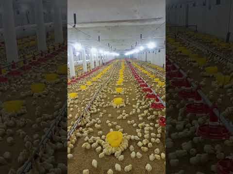 poultry farm #broilerchicks #henfarminginpakistan #broiler_poultry_farm  #broilerchick