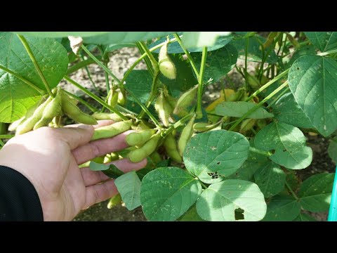 枝豆の収穫と蒸し焼きの作り方-How to make green soybeans and harvest edamame-