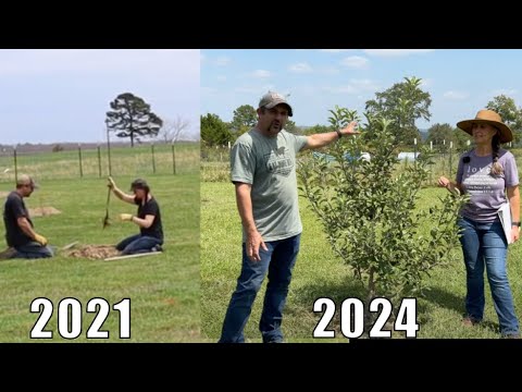 3 Years LATER!!! A FULL Orchard Tour