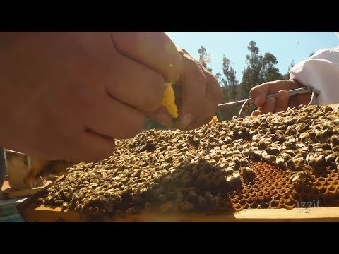 Bee the Change - Exporting Queen Bees