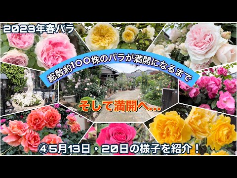 【2023年春バラ】総数約100株のバラ庭が満開になるまでの様子を一挙紹介！④５月13日・20日編