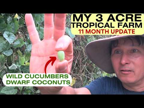 My 3 Acre Tropical Farm Update: Dwarf Coconuts, Wild Cucumbers & More