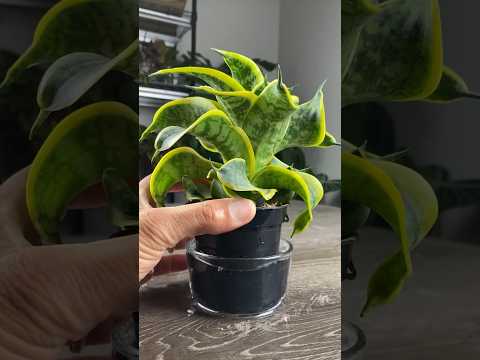 Snake Plant Repot