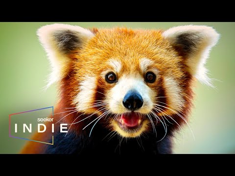 Indie Short Film: Looking for Endangered Red Pandas in Nepal