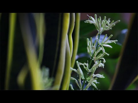 虎皮兰开花好运来：家里的金边虎皮兰生机勃勃，盛夏开花让人惊喜